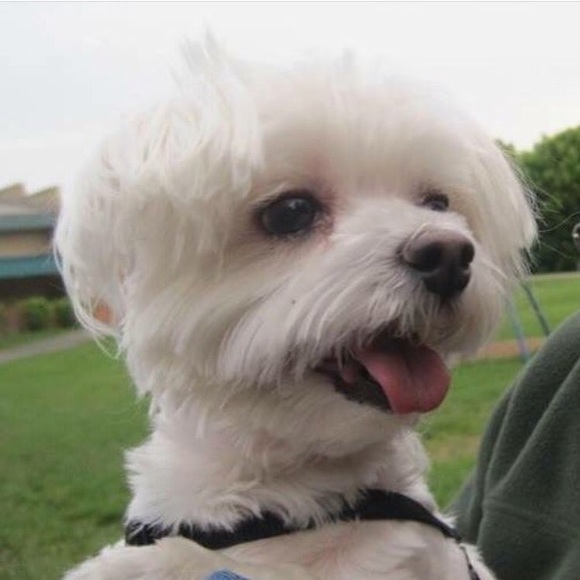 Meet your Posher, Evelyn - Picture 3 of 8